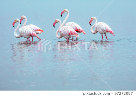 Namibia Flamingos. Group of Pink Flamingos Birds near Walvis Bay, the Atlantic Coast of Namibia, Africa.  97272097