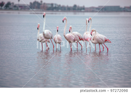 Namibia Flamingos. Group of Pink Flamingos Birds near Walvis Bay, the Atlantic Coast of Namibia, Africa.  97272098