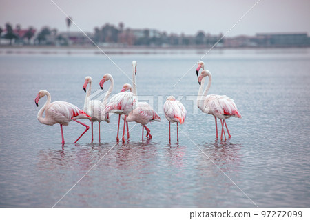 Namibia Flamingos. Group of Pink Flamingos Birds near Walvis Bay, the Atlantic Coast of Namibia, Africa. Namibia Flamingos. Group of Pink Flamingos Birds near Walvis Bay, the Atlantic Coast of Namibia, Africa. 97272099