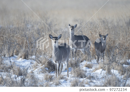 Yezo deer in winter field Yezo deer in winter field 97272234