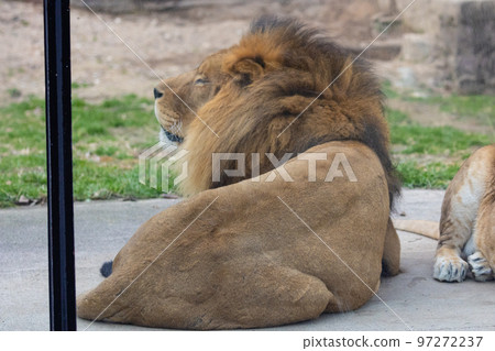 EOSR6. 廣島市雄獅的背影。 EOSR6. 廣島市雄獅的背影。 97272237