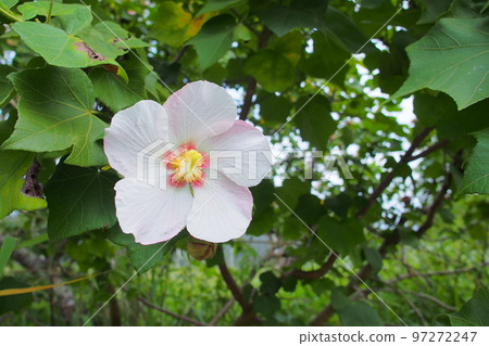 [沖繩]先島芙蓉從秋到冬盛開 97272247