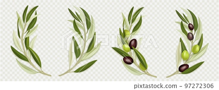 Olive branch wreath with green leaves Olive branch wreath with green leaves 97272306