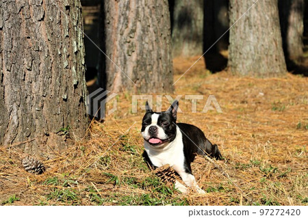 2022The happiest town in JapanMighty-kun, a Boston terrier, lying down in a pine forest near Rural Park in Hatoyama-cho♡ 2022The happiest town in JapanMighty-kun, a Boston terrier, lying down in a pine forest near Rural Park in Hatoyama-cho♡ 97272420