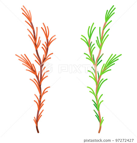 red rooibos and green rooibos 97272427