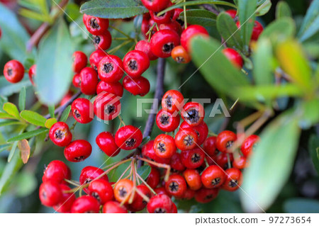 萬兩植物幸運符 萬兩植物幸運符 97273654