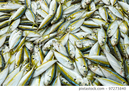 Traditional fish market in Mutrah, Oman. Several types of fish for sale, tuna and other fish. Traditional fish market in Mutrah, Oman. Several types of fish for sale, tuna and other fish. 97273840
