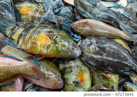 Traditional fish market in Mutrah, Oman. Several types of fish for sale, tuna and other fish. Traditional fish market in Mutrah, Oman. Several types of fish for sale, tuna and other fish. 97273842