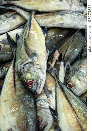 Traditional fish market in Mutrah, Oman. Several types of fish for sale, tuna and other fish. Traditional fish market in Mutrah, Oman. Several types of fish for sale, tuna and other fish. 97273852