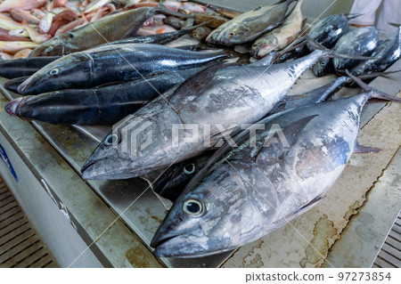 Traditional fish market in Mutrah, Oman. Several types of fish for sale, tuna and other fish. Traditional fish market in Mutrah, Oman. Several types of fish for sale, tuna and other fish. 97273854
