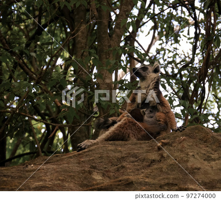 Portrait of the eating ring-tailed lemur Lemur catta aka King Julien in Isalo national park , Madagascar 97274000