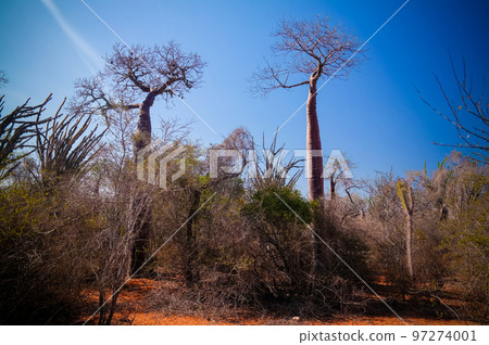 Landscape with Adansonia rubrostipa aka fony baobab tree in Reniala reserve , Toliara, Madagascar Landscape with Adansonia rubrostipa aka fony baobab tree in Reniala reserve , Toliara, Madagascar 97274001