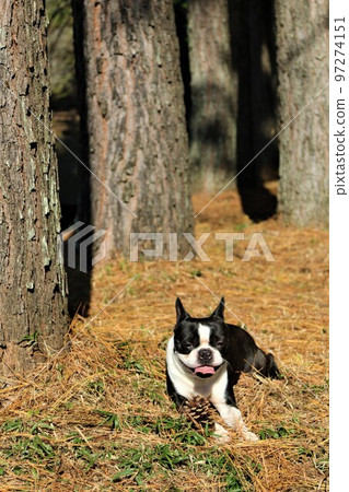 2022The happiest town in JapanMighty-kun, a Boston Terrier lying down in a pine forest near Rural Park in Hatoyama-cho and staring at him cutely 2022The happiest town in JapanMighty-kun, a Boston Terrier lying down in a pine forest near Rural Park in Hatoyama-cho and staring at him cutely 97274151