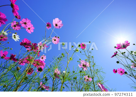 Looking up at the cosmos in the refreshing early morning autumn sky, Kunikyo 97274311