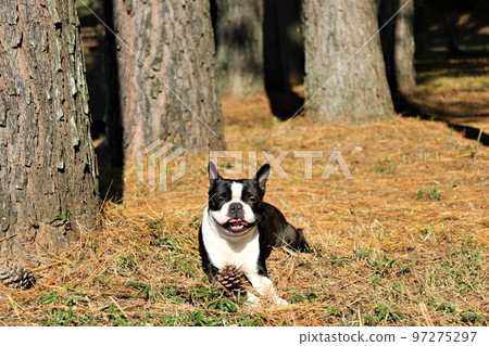 2022The happiest town in JapanMighty-kun, a Boston Terrier lying down in a pine forest near Rural Park in Hatoyama-cho and staring at him cutely 97275297