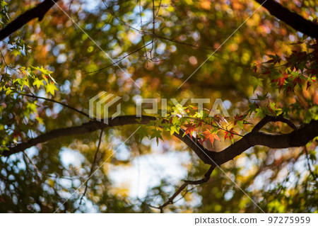 菊池神社的紅葉美景 菊池神社的紅葉美景 97275959