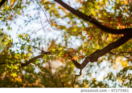 Scenery of Kikuchi Shrine with beautiful autumn foliage 97275961