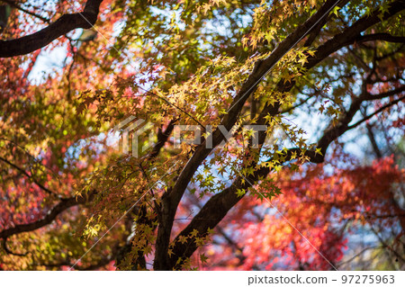 Scenery of Kikuchi Shrine with beautiful autumn foliage Scenery of Kikuchi Shrine with beautiful autumn foliage 97275963