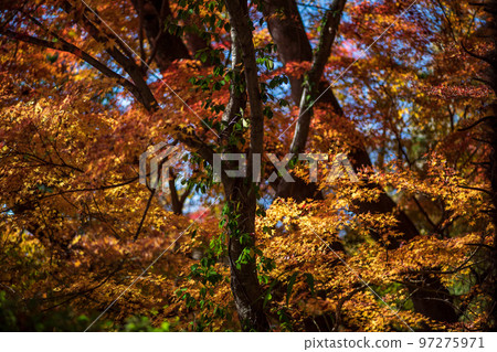 菊池神社的紅葉美景 菊池神社的紅葉美景 97275971