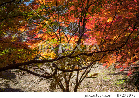 Scenery of Kikuchi Shrine with beautiful autumn foliage Scenery of Kikuchi Shrine with beautiful autumn foliage 97275973