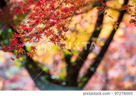 Scenery of Kikuchi Shrine with beautiful autumn foliage 97276005
