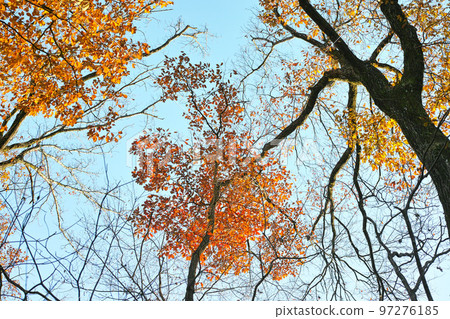 冬季形象灌木叢公園步行道 97276185