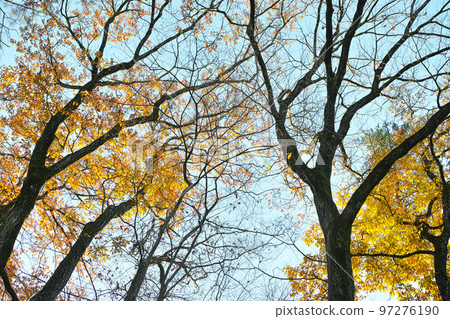 冬季形象灌木叢公園步行道 97276190