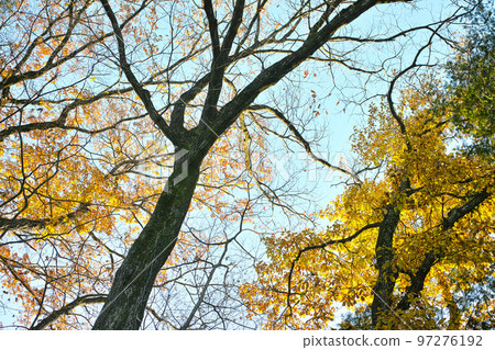 冬季形象灌木叢公園步行道 冬季形象灌木叢公園步行道 97276192