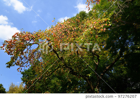 Kakio, a town of persimmons and temples 97276207