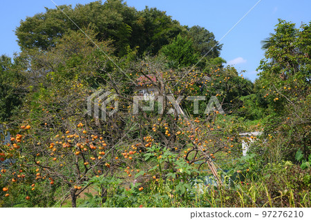 Kakio, a town of persimmons and temples Kakio, a town of persimmons and temples 97276210