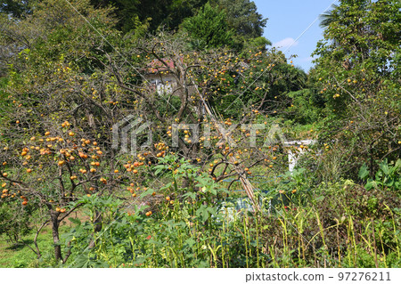 Kakio, a town of persimmons and temples 97276211