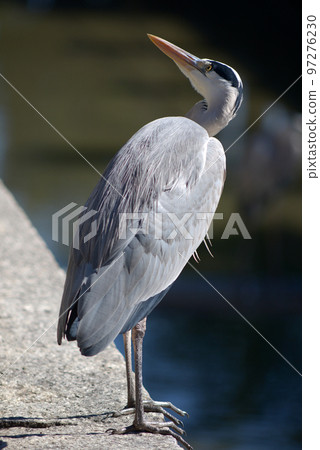 Gray heron Gray heron 97276230