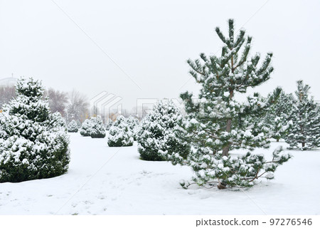 Young pine trees covered with snow in winter 97276546