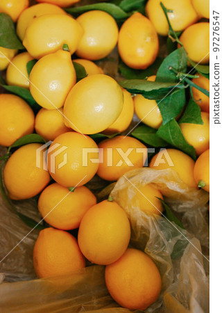 Fruit background of yellow Uzbek lemons 97276547