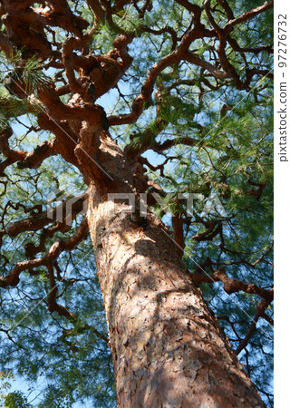 紅松 紅松 97276732