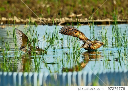 Wild bird photography A couple of snipe 97276776