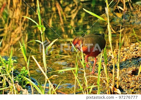 Wild bird photography hikuina 97276777