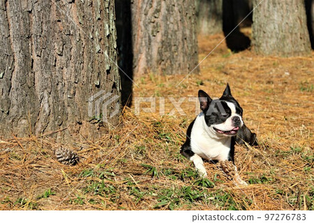 2022The happiest town in Japan Mighty, a Boston Terrier lying in a pine forest near Rural Park in Hatoyama Town 2022The happiest town in Japan Mighty, a Boston Terrier lying in a pine forest near Rural Park in Hatoyama Town 97276783