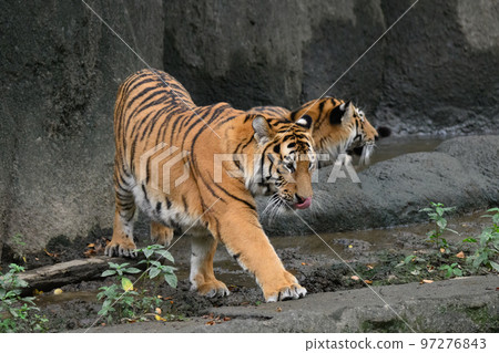 Amur tiger brother 1 year old 97276843