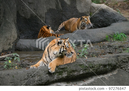 Three brothers of the Amur tiger 97276847