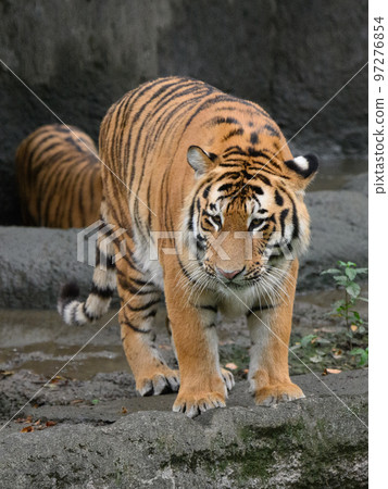 東北虎弟弟1歲 東北虎弟弟1歲 97276854