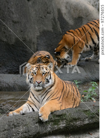 Three brothers of the Amur tiger 97276855