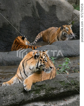 Three brothers of the Amur tiger 97276856