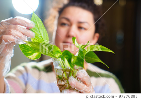 a woman is engaged in rooting and growing indoor plants. Scindapsus golden. a woman is engaged in rooting and growing indoor plants. Scindapsus golden. 97276893