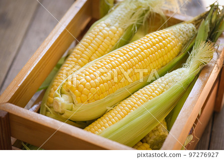 Corn on the cob, sweet corn for cooking food, fresh corn on wooden box, harvest ripe corn organic Corn on the cob, sweet corn for cooking food, fresh corn on wooden box, harvest ripe corn organic 97276927
