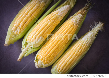Corn on the cob, Sweet corn for cooking food, Fresh corn on dark background, Harvest ripe corn organic 97276928