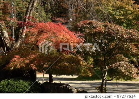 Autumn leaves of Kadokan Samurai residence street Autumn leaves of Kadokan Samurai residence street 97277634