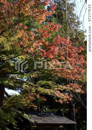 Autumn leaves of Kadokan Samurai residence street 97277635