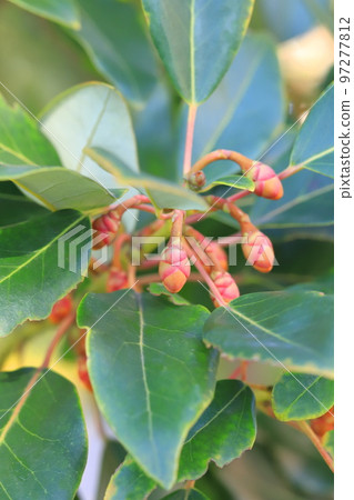 Buds of Rhodreia (Rhodreia) 97277812