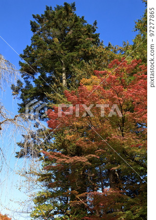 武家屋敷街的角館秋葉和杉樹 武家屋敷街的角館秋葉和杉樹 97277865
